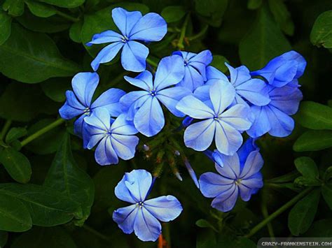Buy online & pick up in stores shipping same day delivery include out of stock flower kits flower seeds fresh cut flowers herb kits herb seeds live flowers live fruits live grasses and vines live herbs live houseplants live trees and shrubs succulent kits terrarium kits tree kits vegetable kits vegetable seeds abelia aloe american sycamore. Jasmine Flower wallpapers - Crazy Frankenstein