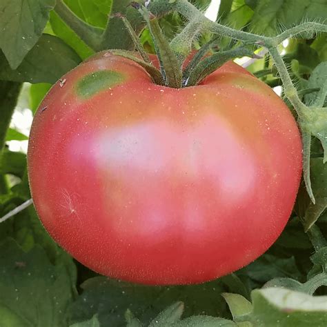 Yard Garden And Outdoor Living Items Tomato Giant Pink 30 Seeds Seeds