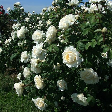 Cloud 10 Climbing Rose Vines And Climbers Great Garden Plants