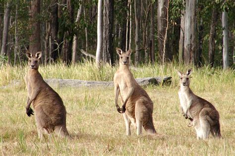 Beauty Cute Amazing Animal Nice Three Kangaroo Standing In Row