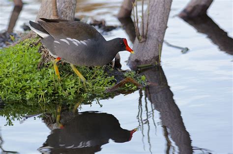 Common Gallinule Gallinula Galeata Wakodahatchee Wetland Florida