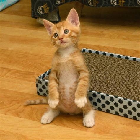 Cats Standing Up Will Make You Fall Down Laughing