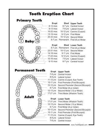 Full Sheet Printable Tooth Numbers Tooth Chart Dental Hygiene School