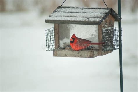 A Cardinal In A Snowy Bird House Stock Image Image Of Feeder Snow