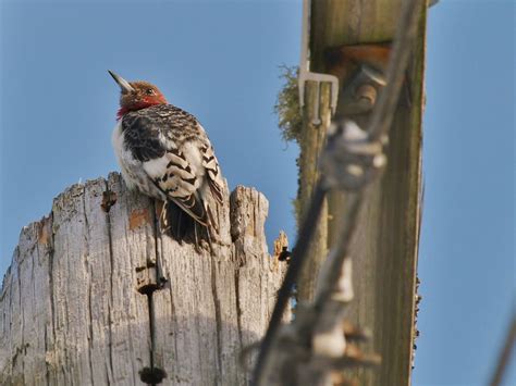Red Headed Woodpecker Juvenile Taken In Bath Maine Bill Bunn
