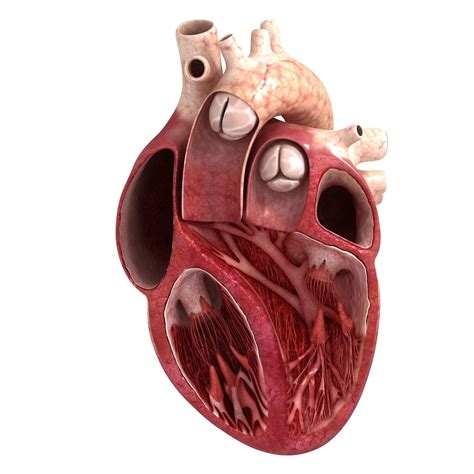 3d Human Heart Sector Cgtrader