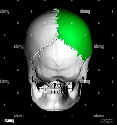 Parietal Bone Skull High Resolution Stock Photography And Images Alamy