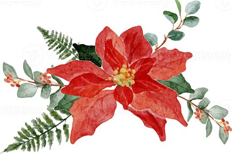 Watercolor Christmas Poinsettia Flower Bouquet Elements 9413809 Png