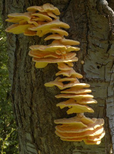 Identifying Edible Mushrooms Chicken Of The Woods