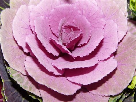 Purple Cabbage Rose Cabbage Roses Purple Cabbage Rose