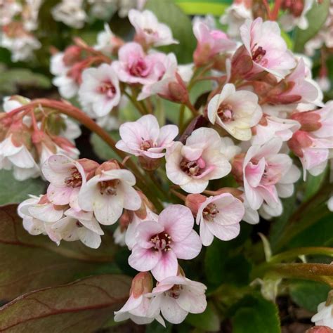 Bergenia Dragonfly Angel Kiss 2l Coolings Garden Centre