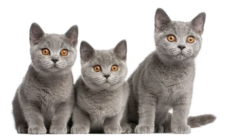 British Shorthair Cat Breeders Australia Cat World