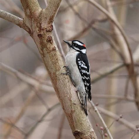 Male Vs Female Woodpecker Complete Difference Explained