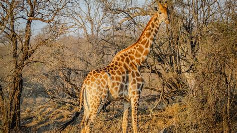 Safari Animal Wallpaper (60+ images)