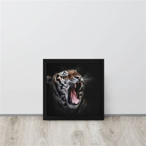 Yawning Tiger Framed Canvas Art Ebay