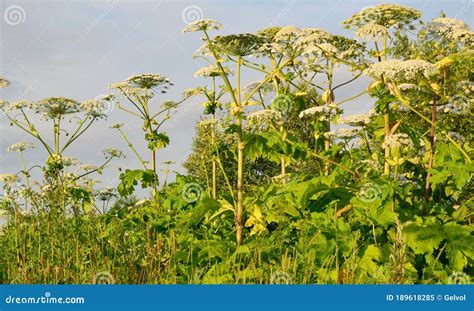 Aggressive Dangerous Plant Giant Hogweed Heracleum Sphondylium Stock