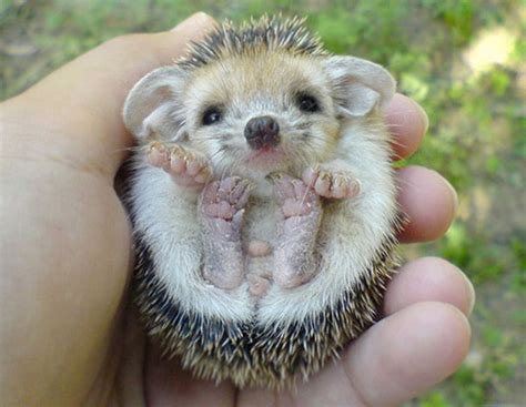 The 24 Cutest Baby Animal Species Of All Time