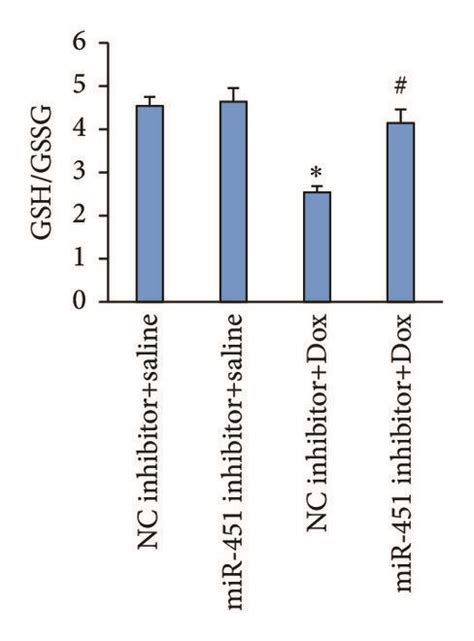 mir 451 inhibition attenuated oxidative stress and apoptosis in mice download scientific