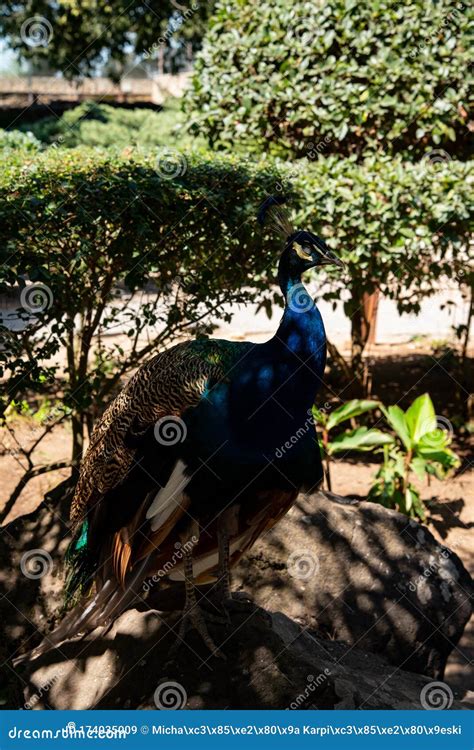 Peacock In The Park Portrait Photo Of Peacock Stock Image Image Of Birds Colorful 174035009