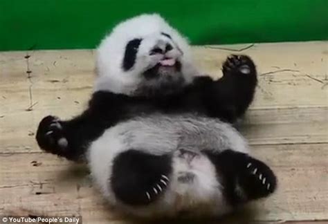 Hilarious Video Shows A Snoozing Panda Roll Out Of Bed And Straight Onto The Floor Daily Mail