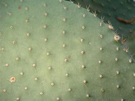 Cactus Texture Free Photo Download Freeimages