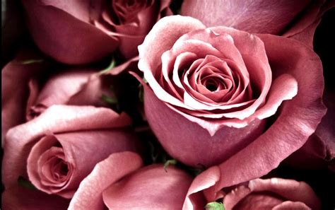 Desktop Backgrounds Flowers Roses