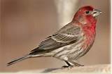 Pictures of Red Breasted House Finch Photos