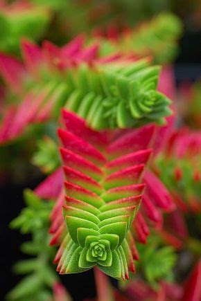 Usually by some when we visit ca and the price was was less than i would spend to buy. Épinglé par bednarek sur Succul Cactée | Crassula, Cactus ...