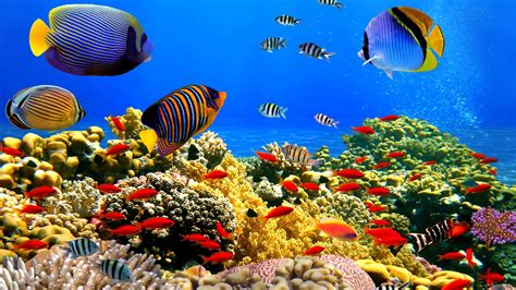 Reef Wallpapers (61+ background pictures)