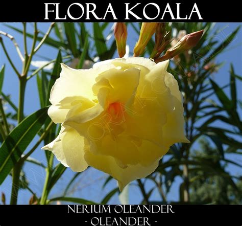 Nerium Oleander Oleander Gelb Gefüllt Flora Koala