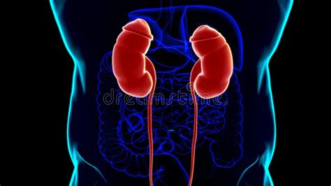 Human Urinary System Kidneys With Bladder Anatomy For Medical Concept