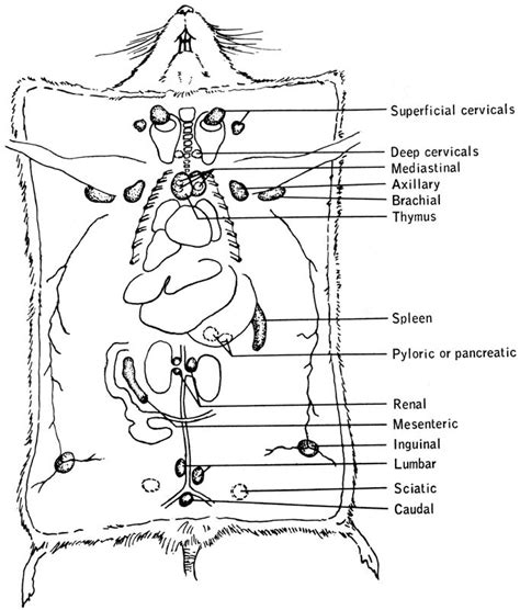 Mouse Anatomy Diagram