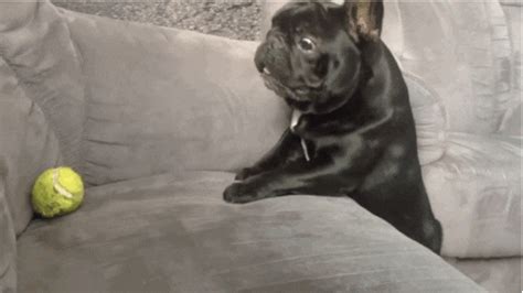 Here are the top contenders GIF by World's Funniest - Find & Share on GIPHY