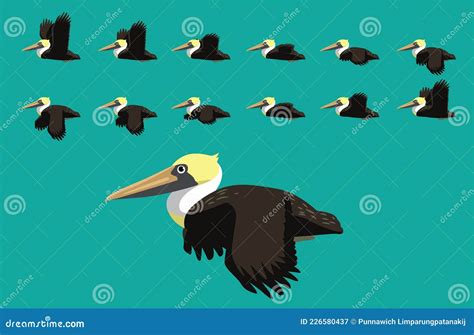 Animal Animation Sequence Brown Pelican Flying Cartoon Vector Stock