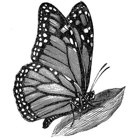 monarch butterfly outline   monarch butterfly outline png images