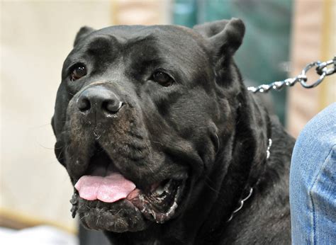 Cane corsos are quiet, loving, and very caring for their. Cane Corso | State Farm | Flickr