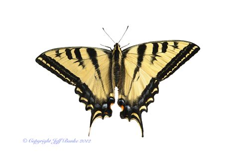 Western Tiger Swallowtail Papilio Rutulus Lucas 1852 Butterflies And