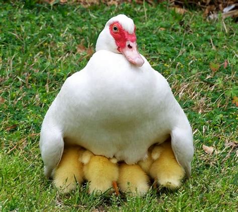 White Muscovy Duck With Baby Ducklings Pets