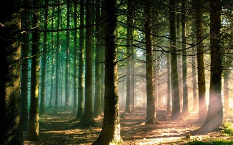 Green Everlasting Summer Forest Trees Artwork Sun Rays Sunlight