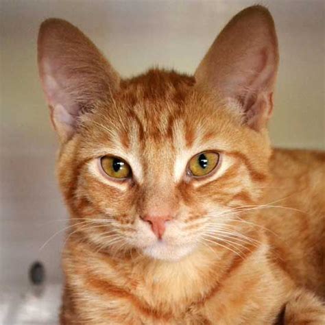 The personality of a tabby does not. Adopt a Pet | Cat adoption, Dog adoption, Cats and kittens