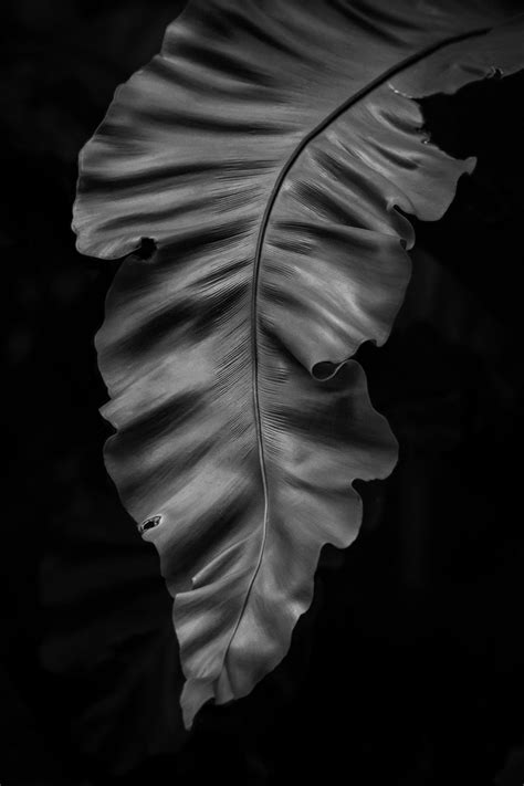 Black And White Leaf Photography Print Fern Wall Art Macro Etsy In