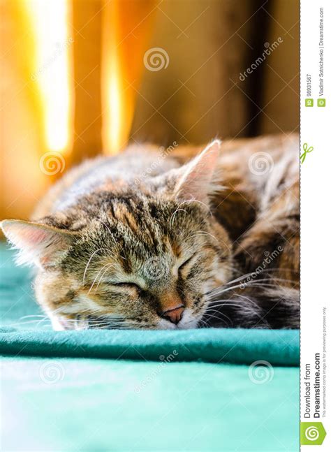 Sleeping Tabby Cat Portret Stock Image Image Of Sleep 98931567