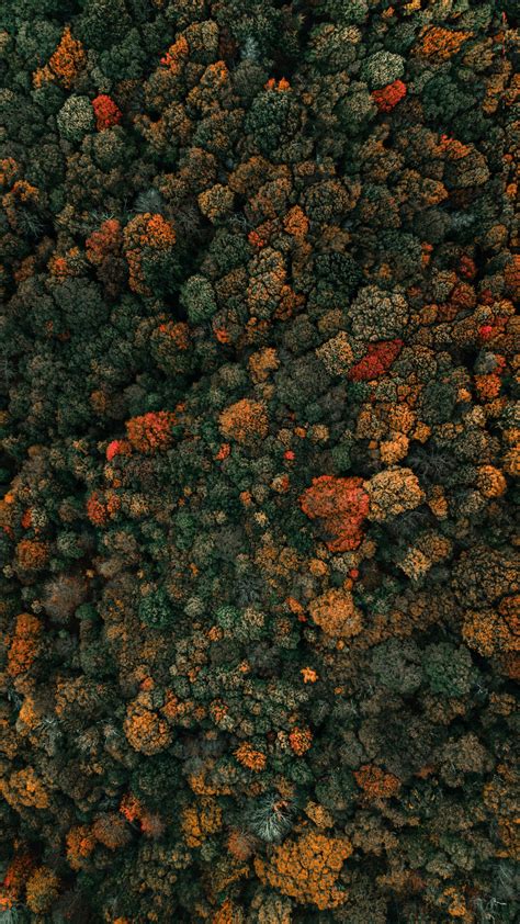 Download Wallpaper 1440x2560 Colored Tree Fall Autumn Aerial View