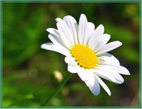 Weeds of arkansas 1, entemology, weeds and wildflowers. white daisy flower with bright yellow center.jpg