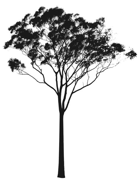 Eucalyptus Or Gum Tree Silhouette Australia Australia Gum Tree Vector