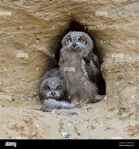 Eurasian Eagle Owls Europaeische Uhus Bubo Bubo Young Chicks At