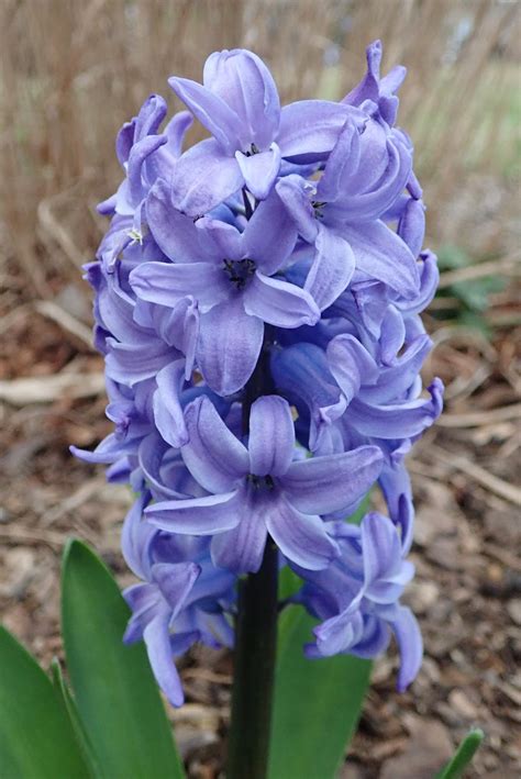 Garden Of Aaron The Stages Of A Blue Hyacinth