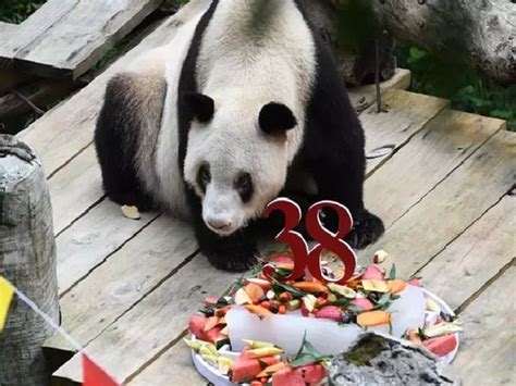 Worlds Oldest Panda In Captivity Who Helped Save Her Species With 36