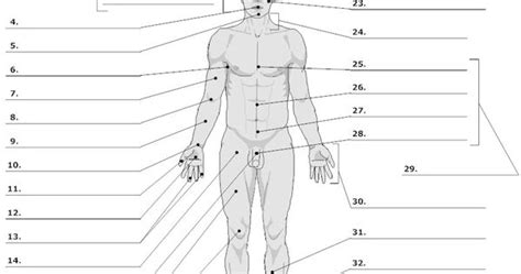 Pdf electrical wiring diagram blank anatomical diagrams human body. Anterior View of the Human Body Unlabeled | Anatomy ...