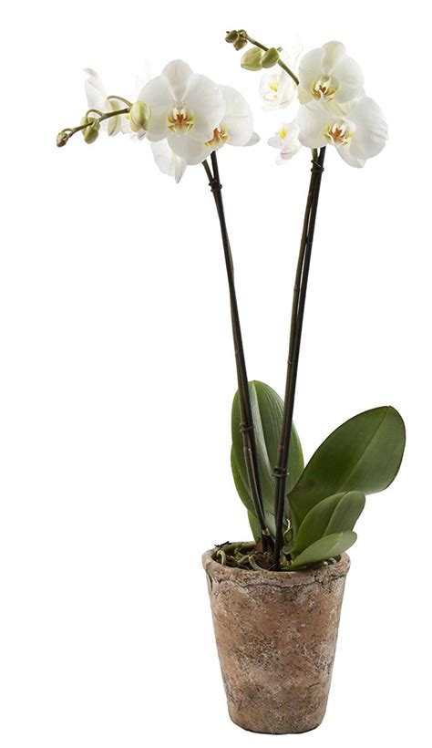 25 Office Plants That Fit On Your Desk Small Business Trends
